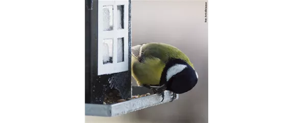 TIPPS ZUR WINTERVOGELFüTTERUNG!